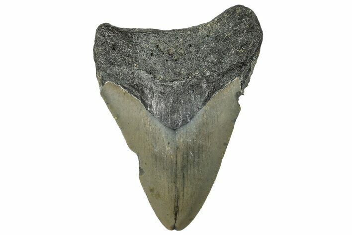 Fossil Megalodon Tooth - North Carolina #295229